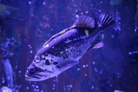 Grouper Stock Photos