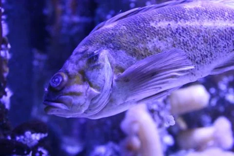 Grouper 写真素材