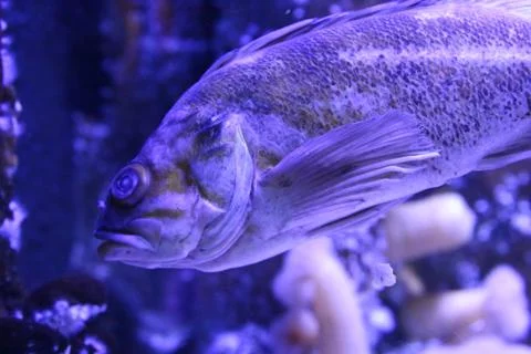 Grouper Stock Photos