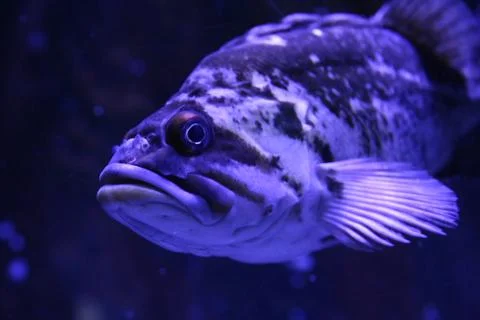 Grouper Stock Photos