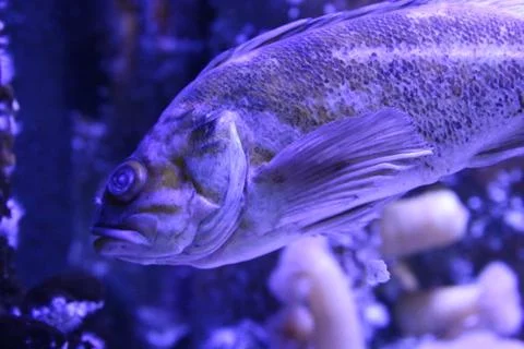 Grouper 写真素材