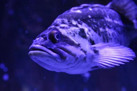Grouper Foto stock