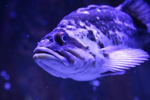 Grouper Stock Photos