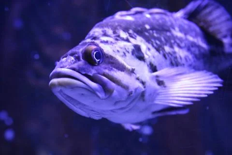 Grouper Stock Photos