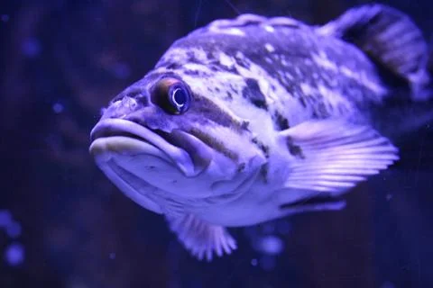 Grouper Stock Photos