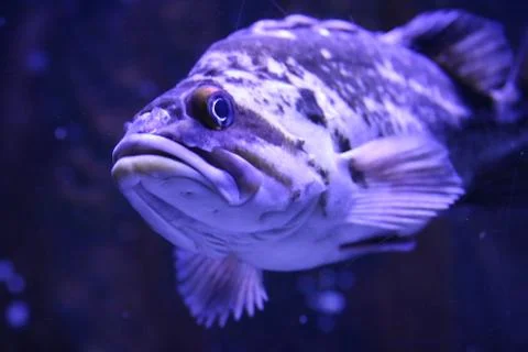 Grouper Stock Photos