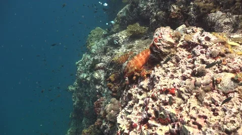 Grouper on the reef Stock Footage 67194387