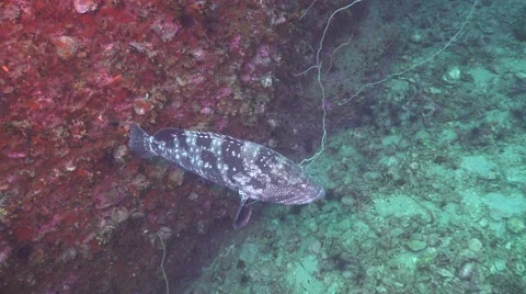 Grouper on the reef Stock Footage 67203581