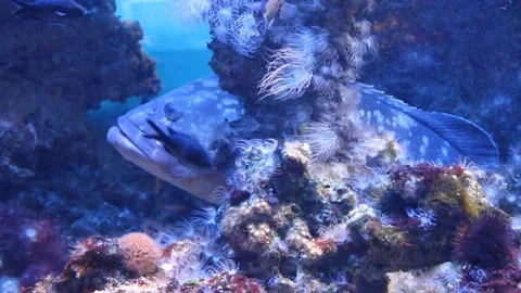 Grouper at rest Stock Footage 108900413