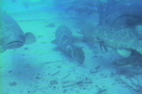 Grouper school Stock Footage 120943697