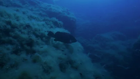 Grouper sinks among the rocks covered with seaweeds,Ustica,Mediterranean sea Stock Footage 125314408