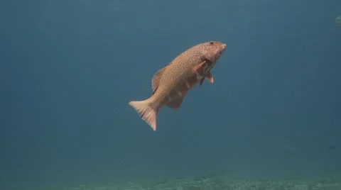 Grouper Spawn Run fish behavior Stock-Footage 56842940