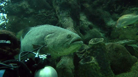 Grouper Swims by Diver Video stock 35899780
