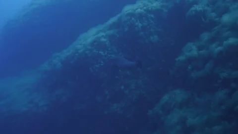 Grouper swims next to rocks covered by seeweeds,Ustica,Mediterranean sea Stock Footage 125306521