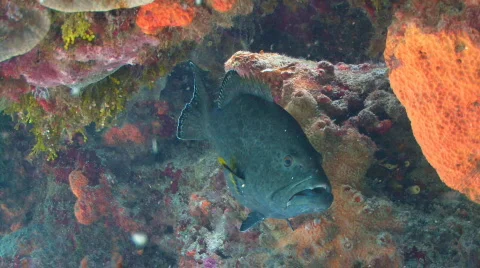 Grouper under cave 30p Stock Footage 658713