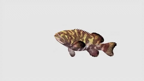Groupers fish swim Stock Footage 320952947