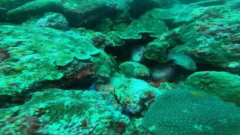 Groupers Stock Footage 246537380