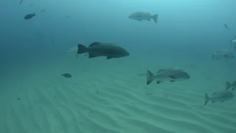 Groupers from the Gulf of California. Stock Footage 101428169
