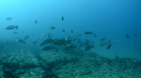 Groupers on reef Stock Footage 33862932