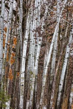 Grouping of Birch Trees Stock Photos