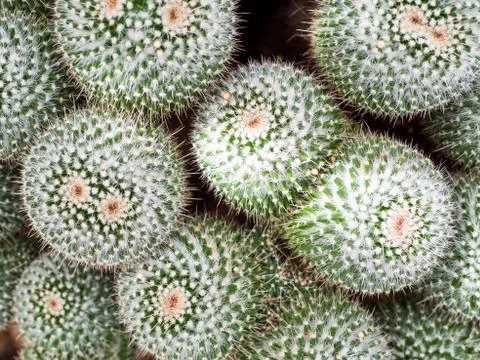 Grouping of cactii Stock Photos