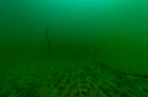 Grouping of dead trees found by SCUBA divers in an abandoned quarry Stock Photos