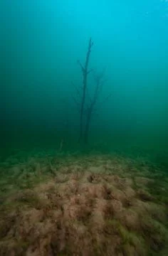 Grouping of dead trees found by SCUBA divers in an abandoned quarry Stock Photos