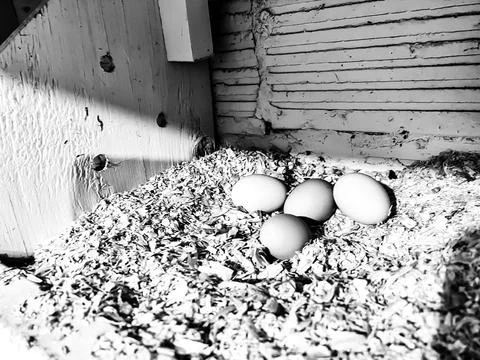 Grouping of fresh chicken eggs in a nesting area of a cage free coop. Stock Photos