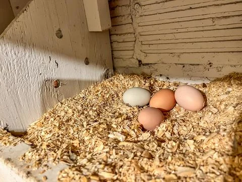 Grouping of fresh chicken eggs in a nesting area of a cage free coop. Stock Photos