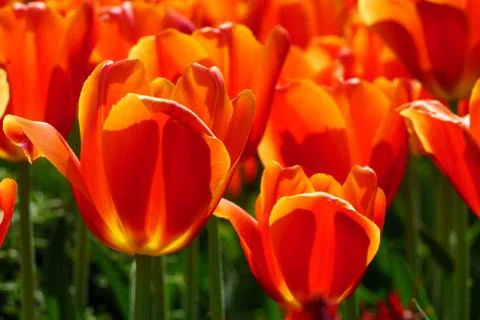 Grouping of Red Tulips Stock Photos