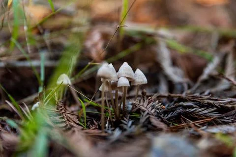 Grouping of tiny mushrooms on forest floor with Redwood needles 스톡 사진