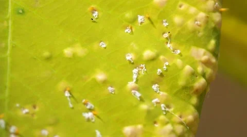 Groups of the aphid Stock Footage 49323312