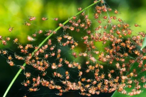 Groups of babies spider Фото