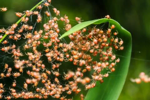 Groups of babies spider Fotos Stock