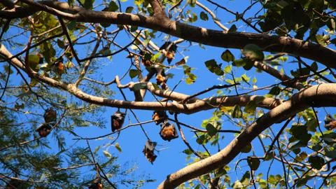 Groups of bats, lyle's flying fox Stock Photos