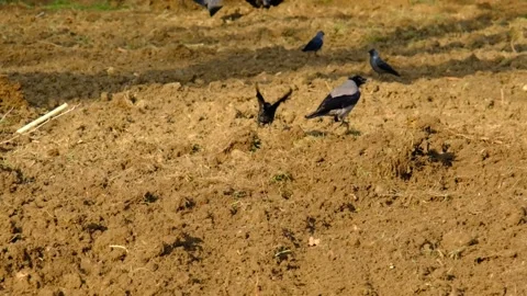 Groups of black crows on tillage soil and mud. Stock Footage 153957429