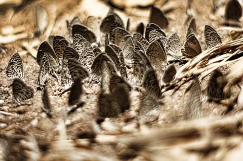 Groups of butterflies brown Stock Photos