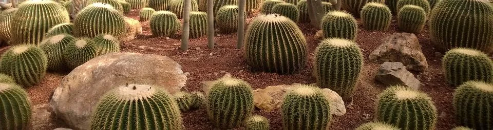The groups of cactus in desert park. Stock Photos