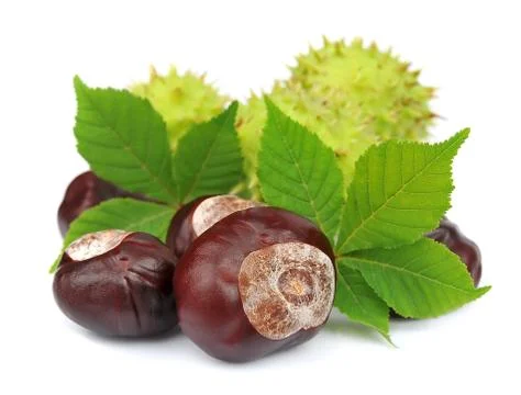 Groups of chestnut nuts Stock Photos