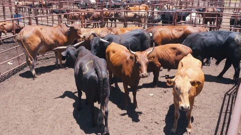Groups of cows in holding pens await sale at African livestock market Stock Footage 87574305
