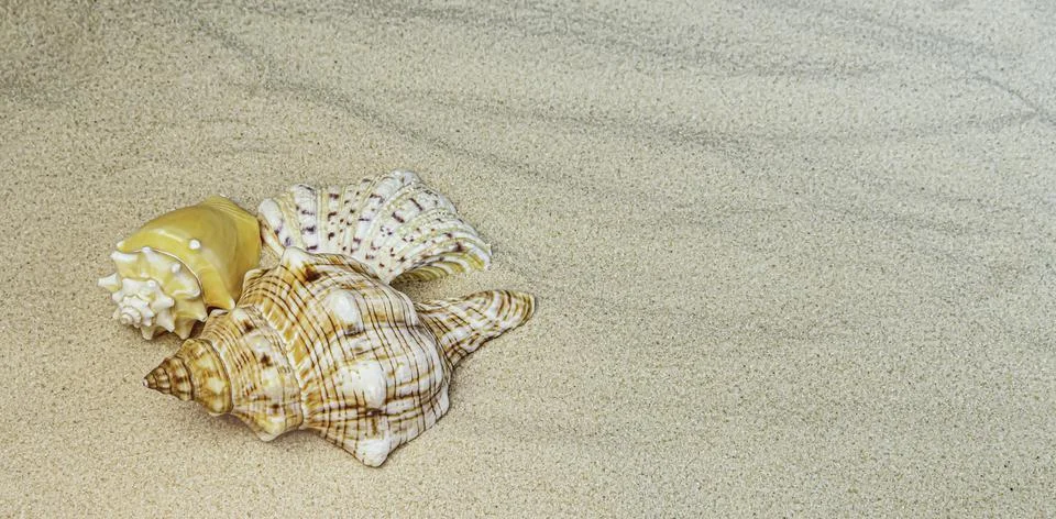 Groups of different seashells lay on the sea sand. 写真素材