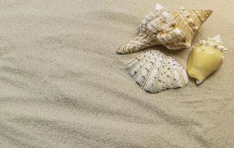 Groups of different seashells lay on the sea sand. 写真素材