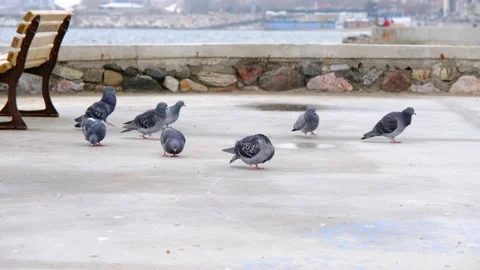 Groups of doves and pigeons. Gray feathers and colorful feathers on their necks. Stock Footage 152495597