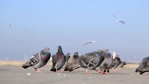 Groups of doves and pigeons standing near istanbul bosphorus shore Stock Footage 151059508