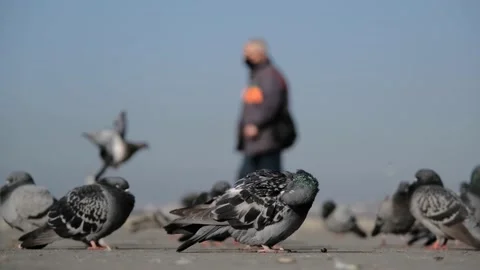 Groups of doves and pigeons standing near the bosphorus shore. Stock Footage 152494750