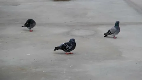 Groups of doves and pigeons standing on white Stock Footage 152543387