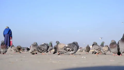 Groups of doves and pigeons standing near the bosphorus shore. Stock Footage 152543743