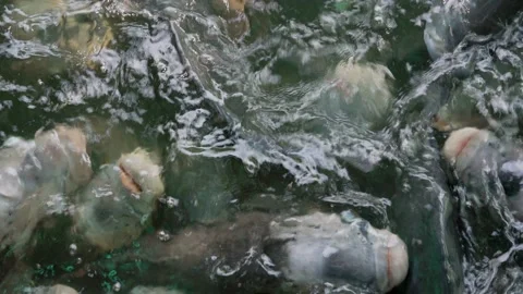 Groups of fish swimming in pond. 스톡 동영상 158416894