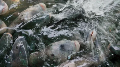 Groups of fish swimming in pond. 스톡 동영상 158416936