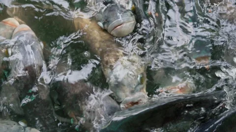 Groups of fish swimming in pond. 스톡 동영상 158416969